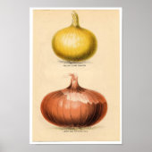 Impression botanique vintage - Oignons (Devant)