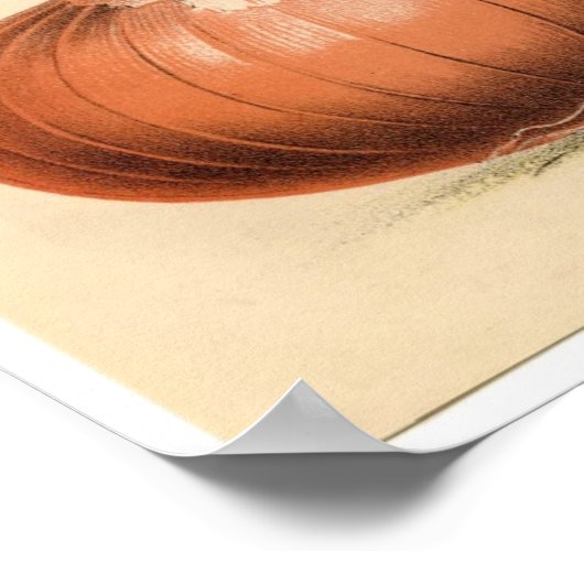 Impression botanique vintage - Oignons (Coin)