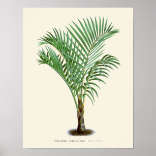 Impression botanique vintage Palm