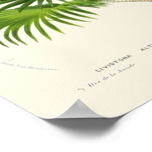 Impression botanique vintage Palm (Coin)