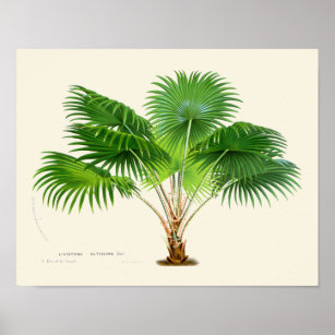 Impression botanique vintage Palm