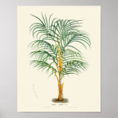 Impression botanique vintage Palm (Devant)