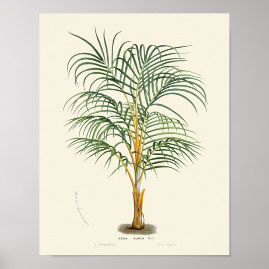 Impression botanique vintage Palm (Devant)