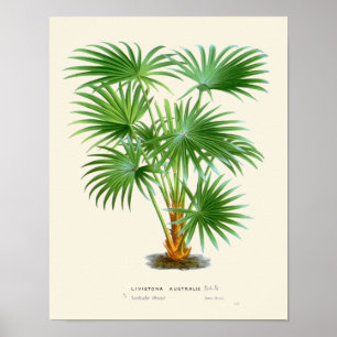 Impression botanique vintage Palm