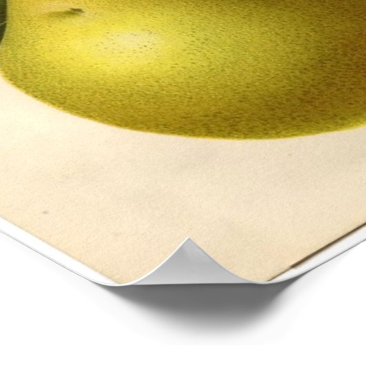 Impression botanique vintage - Porte (Coin)