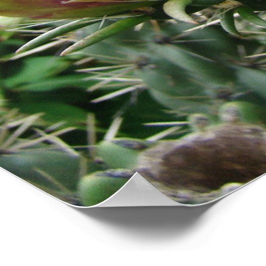 Impression Cactus rose (Coin)