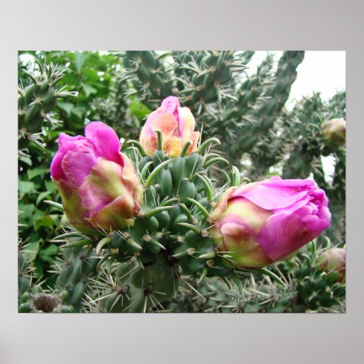 Impression Cactus rose (Devant)