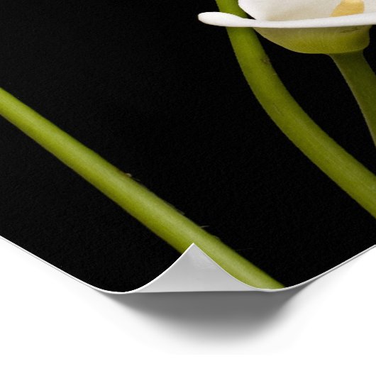 Impression calla (Coin)