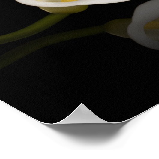 Impression calla lily (Coin)