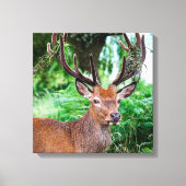 Impression Canvas Buck (Recto)