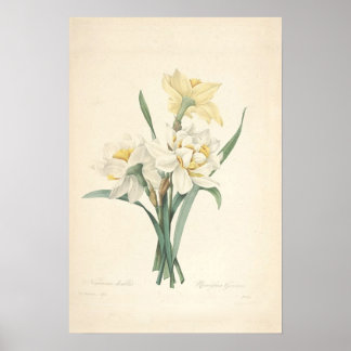 Impression Canvas Narcissus