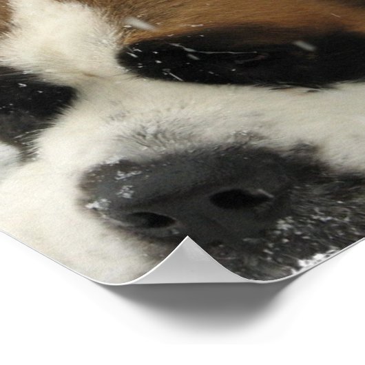 Impression Canvas St Bernard (Coin)