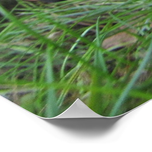 Impression carlin/Chiot Sharpei (Coin)