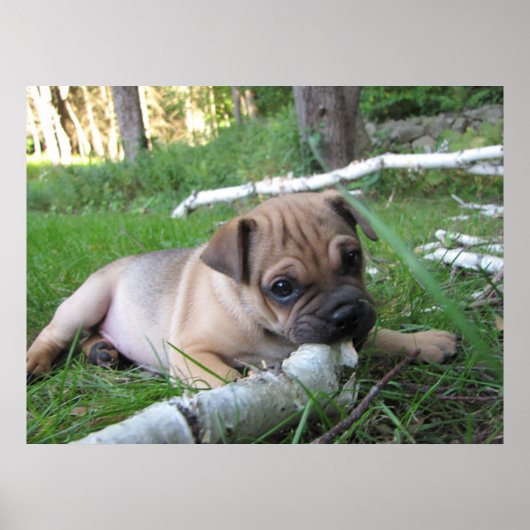 Impression carlin/Chiot Sharpei (Devant)