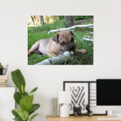 Impression carlin/Chiot Sharpei (Bureau à domicile)