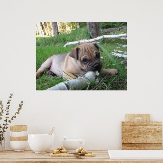 Impression carlin/Chiot Sharpei (Cuisine)