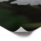 Impression Carnation blanche (Coin)