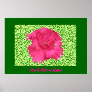 Impression Carnation rose