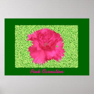 Impression Carnation rose
