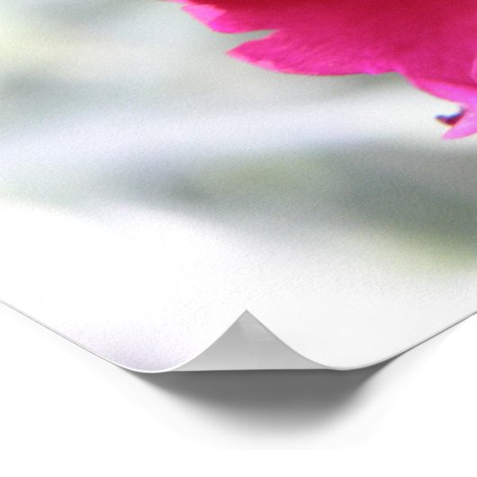 Impression Carnation rose (Coin)