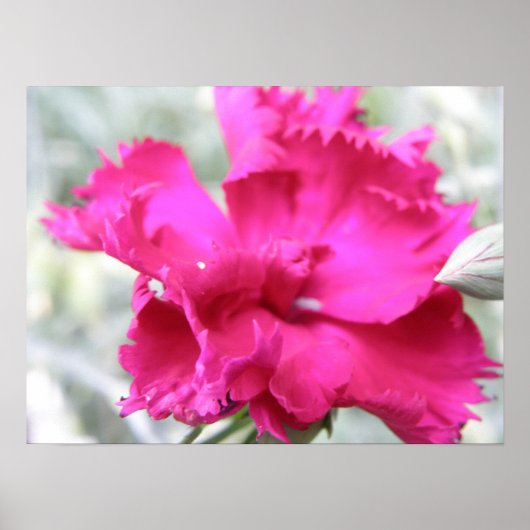 Impression Carnation rose (Devant)