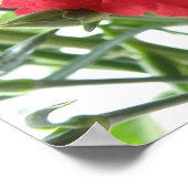 Impression Carnation rouge (Coin)
