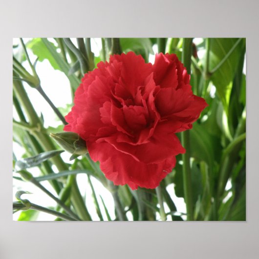 Impression Carnation rouge (Devant)