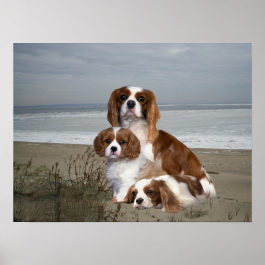 Impression Cavalier King Charles Spaniel (Devant)