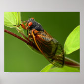 Impression Cicada (Devant)