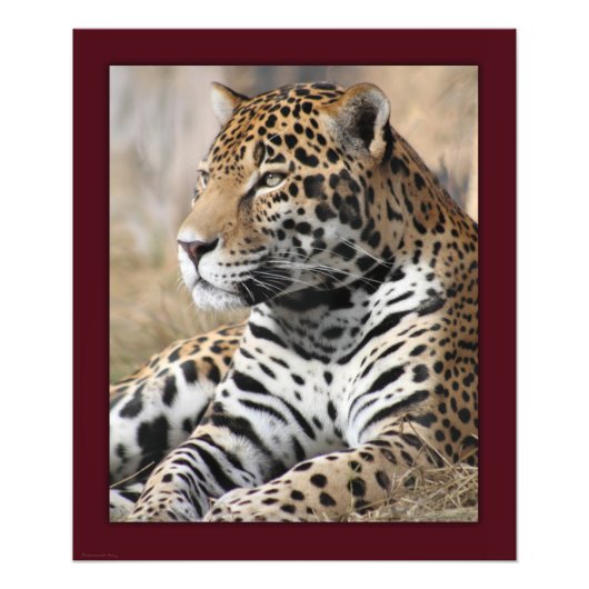 Impression classique Jaguar -20x24 -autres tailles (Devant)