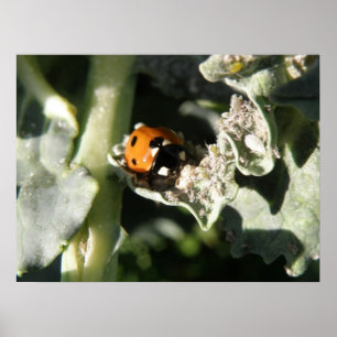Impression coccinelle britannique 7 taches