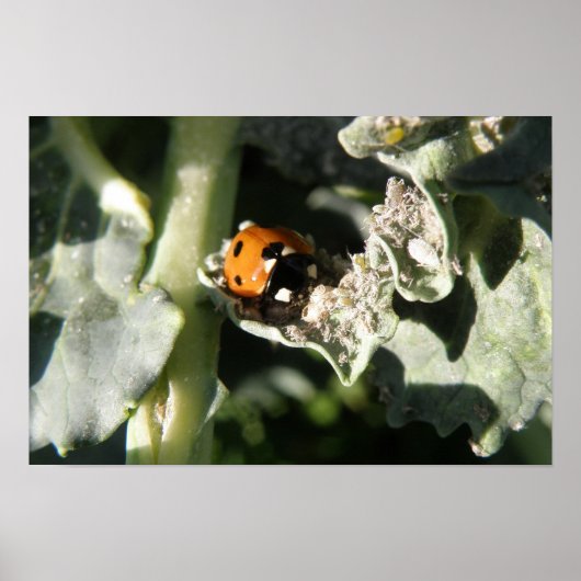 Impression coccinelle britannique 7 taches (Devant)