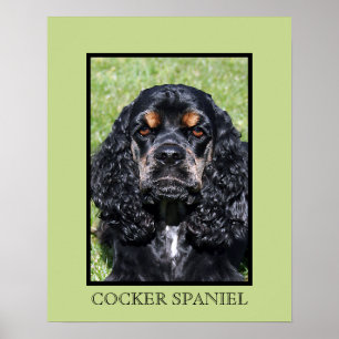 Impression Cocker Spaniel