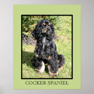 Impression Cocker Spaniel