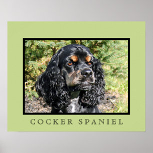 Impression Cocker Spaniel