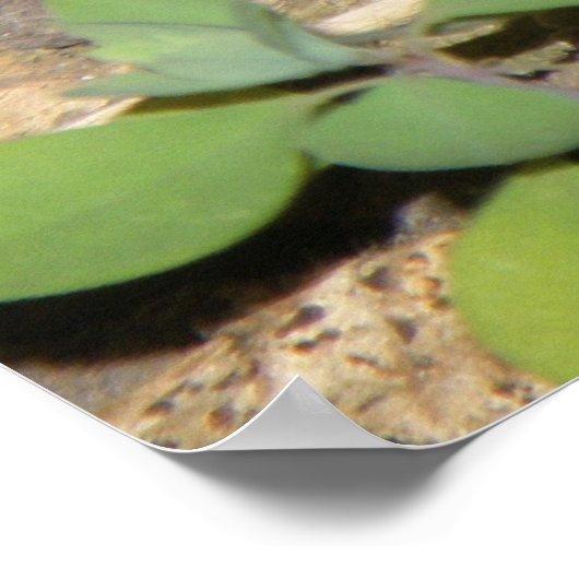 Impression commune européenne du crapaud (Coin)