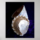 Impression "Coques" (Devant)