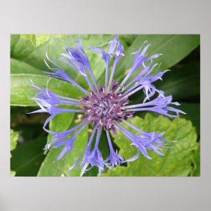 Impression Cornflower bleue