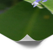 Impression Cornflower bleue (Coin)