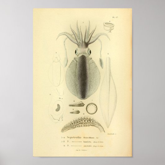 Impression couleur de calmar vintage 1845 (Devant)