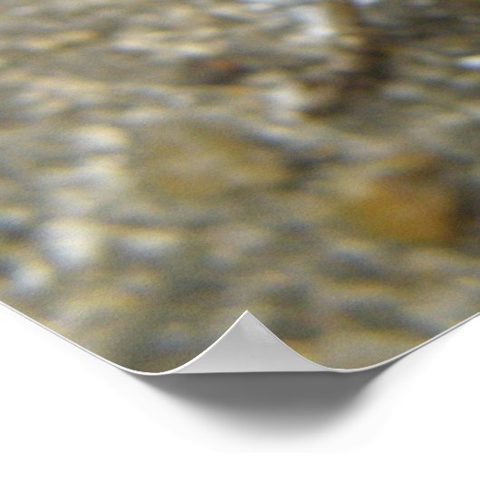 Impression cricket Brown (Coin)