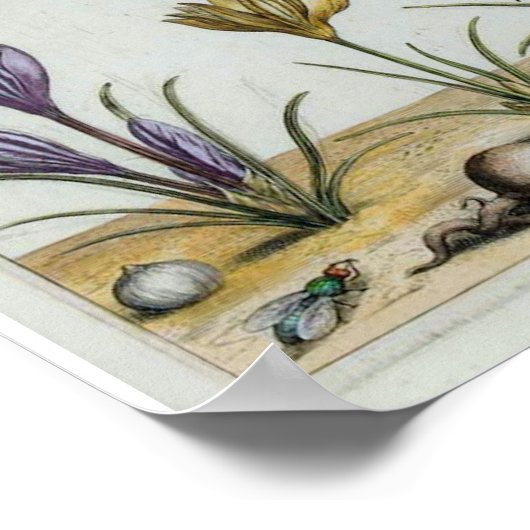 Impression crocus vintage (Coin)