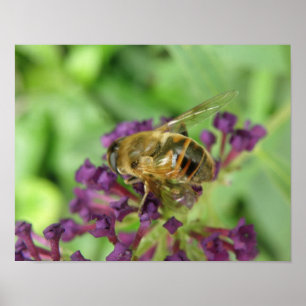 Impression d'abeille domestique et de fleurs viole