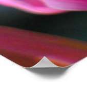 Impression d'accolade rose (Coin)