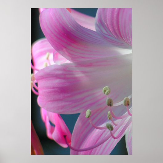 Impression d'accolade rose (Devant)