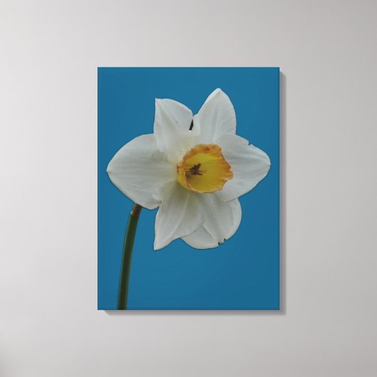 Impression Daffodique (Recto)