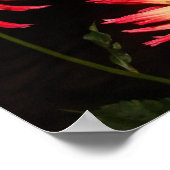 Impression Dahlia jaune et rouge (Coin)