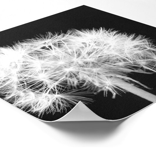 Impression Dandelion Canvas (Coin)