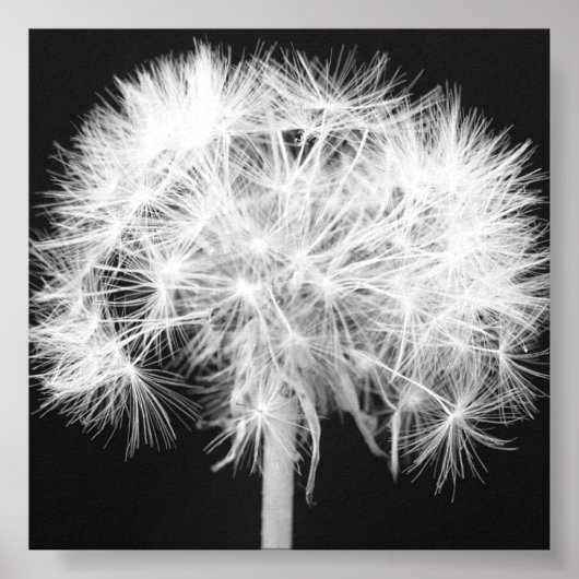 Impression Dandelion Canvas (Devant)