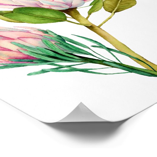 Impression d'aquarelle King Protea Flowers (Coin)